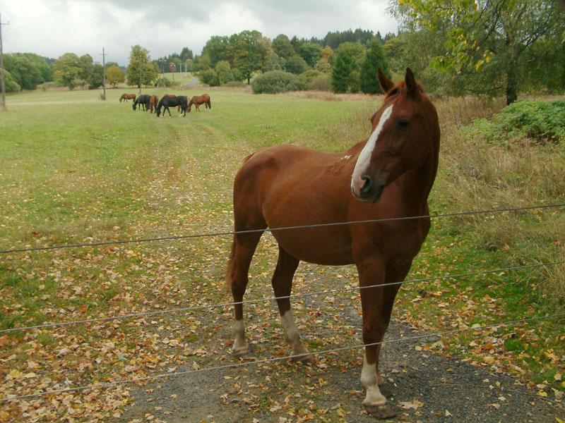 Kůň a stádo